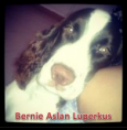 /album/fotogaleria-mascotas/bernie-png/