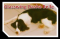 /album/fotogaleria-mascotas/glasswing-png/
