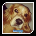 /album/fotogaleria-mascotas/gompy-png/