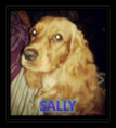 /album/fotogaleria-mascotas/sally-png/